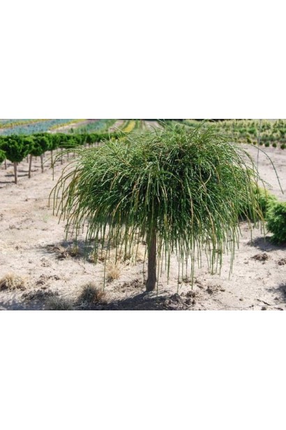 Туя складчаста Віпкорд